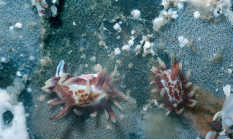 Okenia angelica